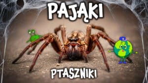 Pająki - Czy Ptaszniki Są takie Straszne?