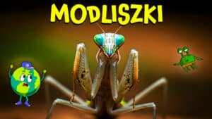 Modliszki  - Kosmici w ogrodzie?