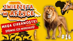 Zwierzęta w Afryce - Znasz je wszystkie?