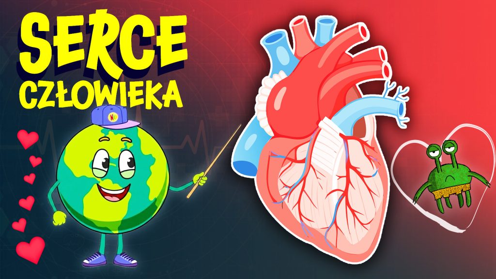 JAK DZIAŁA SERCE? ❤️