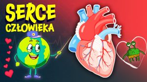 JAK DZIAŁA SERCE? ❤️