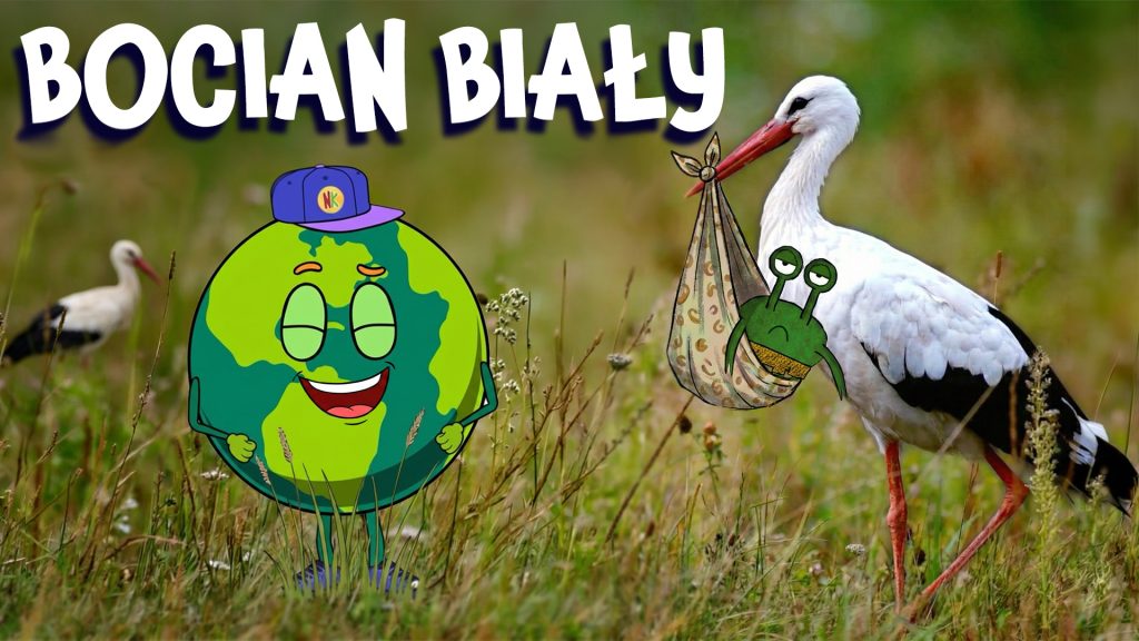 Co je Bocian Biały?