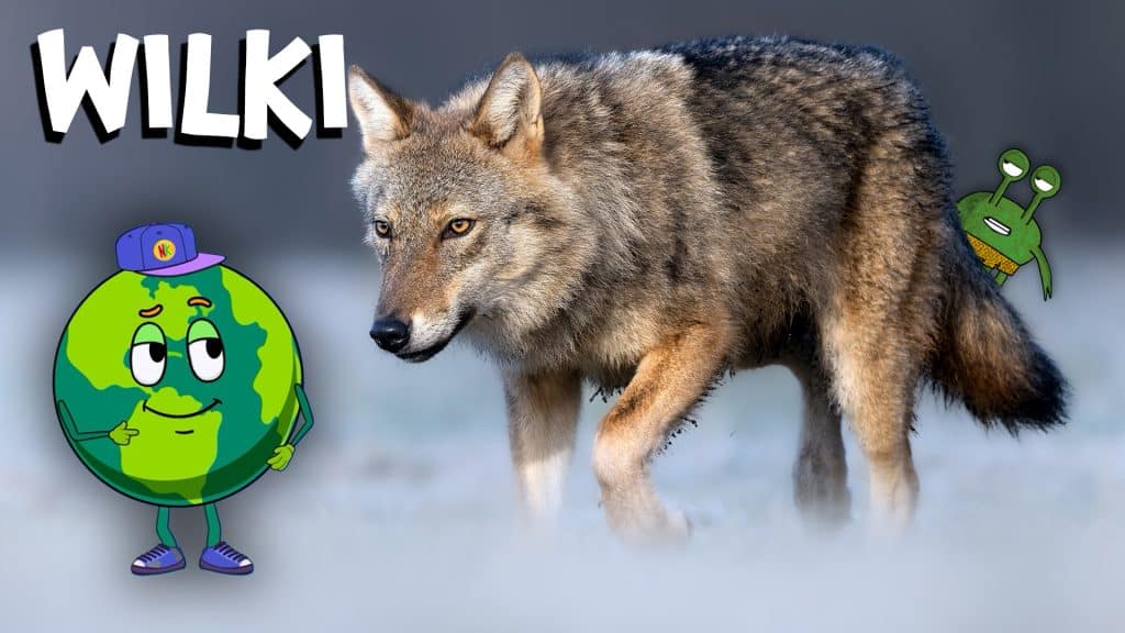 WILK – Tajemniczy mieszkaniec lasu