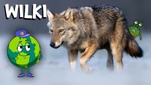 WILK - Tajemniczy mieszkaniec lasu